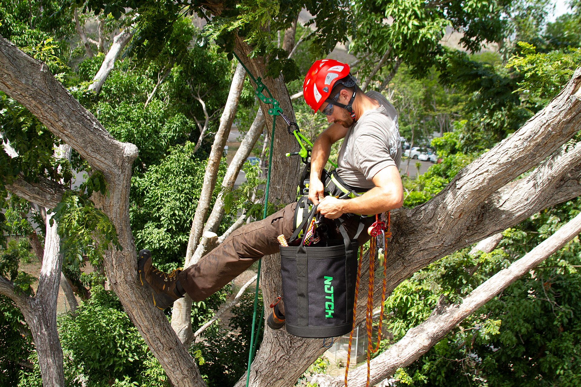 An arborist in a harness working high in the crown of a large mature tree.