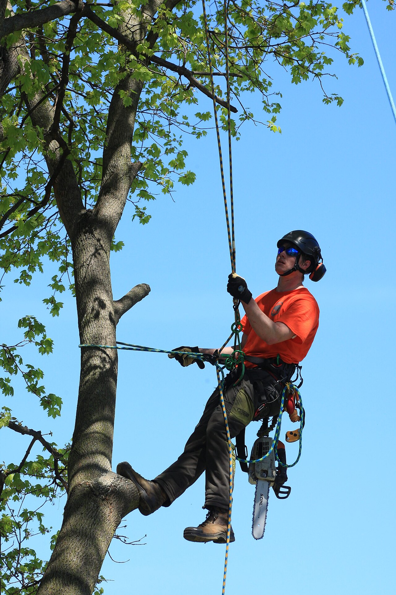 An arborist roped into a tall mature tree, working from the crown down.